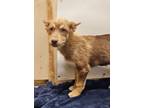 Adopt Dash (Robinson P3) a Husky / German Shepherd Dog / Mixed dog in Pahrump