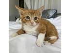Adopt Arson a Orange or Red Domestic Shorthair (short coat) cat in Port Saint