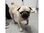 Adopt Track Star a Pug / Mixed dog in Escondido, CA (41548924)