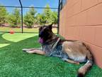 Adopt Meeka a Belgian Malinois / Mixed dog in Sharpsburg, GA (41505483)