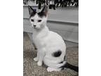 Adopt Appa a Domestic Shorthair / Mixed (short coat) cat in Defiance