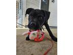 Adopt Brook a Black Cane Corso / Mixed dog in Eden, NC (41506153)
