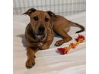 Adopt CandyLand a Rhodesian Ridgeback / Australian Cattle Dog / Mixed dog in