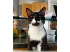 Adopt Timmy a Black & White or Tuxedo Domestic Shorthair (short coat) cat in San