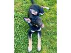 Adopt Willow a German Shepherd Dog / Mixed dog in Novato, CA (41502959)