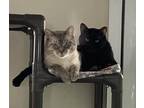 Adopt Prince a Siamese / Mixed cat in Santa Rosa, CA (41504565)