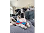 Adopt Lenny Ark is SO Lovable a Black English Pointer dog in Provo