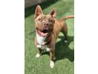 Adopt Doja Ark the darling girl a Tan/Yellow/Fawn American Pit Bull Terrier dog