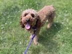 Adopt Bear a Poodle (Miniature) / Mixed dog in Oakland, NJ (41538400)