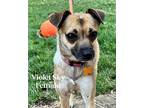 Adopt Violet Sky a Mixed Breed (Medium) / Terrier (Unknown Type