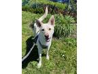 Adopt Sophia a Labrador Retriever / Husky / Mixed dog in Burnaby, BC (41493087)