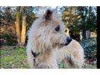 Adopt Jexie a Cairn Terrier / Mixed dog in Columbia, TN (41484322)