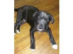 Adopt Gizmo 4 ~ a Standard Schnauzer / Mixed dog in Columbia, TN (41495030)
