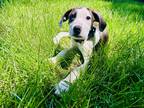 Adopt Shore a Brindle - with White Boxer / Great Dane dog in Merrifield