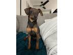 Adopt Marina a Brown/Chocolate - with Black Miniature Pinscher dog in