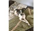 Adopt Jake a Rat Terrier / Pointer / Mixed dog in Willingboro, NJ (41495039)