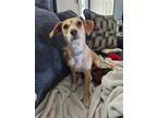 Adopt Belle a Border Terrier / Dachshund / Mixed dog in Willingboro