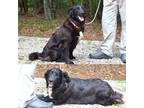 Adopt Lisa and Lori a Flat-Coated Retriever / Mixed dog in Willingboro