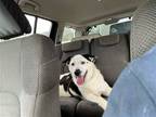 Adopt Mino a Collie / Pointer / Mixed dog in Willingboro, NJ (41530638)