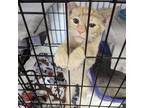 Adopt Grape Hyacinth a Orange or Red Tabby Domestic Shorthair / Mixed cat in