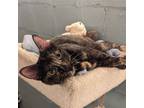 Adopt Speckles a Domestic Shorthair / Mixed cat in Candler, NC (41484233)