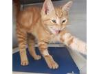 Adopt Sergio a Orange or Red Tabby Domestic Shorthair / Mixed cat in Candler
