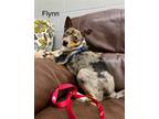 Adopt Flynn +~ a Catahoula Leopard Dog / Terrier (Unknown Type