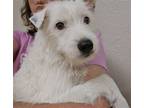 Adopt Bread a Parson Russell Terrier / Mixed dog in Columbia, TN (41484318)