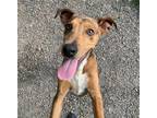 Adopt Hazel a Catahoula Leopard Dog / Mixed dog in Elmsford, NY (41530633)