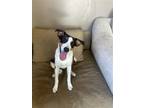 Adopt Ritz Cracker a White Jack Russell Terrier / Mixed dog in Elmsford