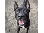 Adopt Scooter (mcas) a Labrador Retriever / American Pit Bull Terrier / Mixed