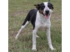 Adopt Neko a Terrier (Unknown Type, Medium) / Mixed dog in Abbeville