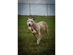 Adopt Jude a Terrier (Unknown Type, Medium) / Mixed dog in Abbeville