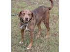 Adopt Maddy a Catahoula Leopard Dog / Mixed dog in Abbeville, LA (41484204)