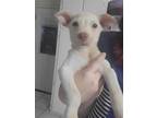 Adopt Pepper a Terrier (Unknown Type, Medium) / Mixed dog in Abbeville
