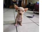 Adopt Penelope a Terrier (Unknown Type, Medium) / Mixed dog in Abbeville