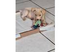 Adopt Parker a Terrier (Unknown Type, Medium) / Mixed dog in Abbeville