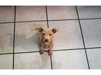 Adopt Piper a Terrier (Unknown Type, Medium) / Mixed dog in Abbeville