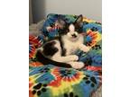 Adopt Finch a Spotted Tabby/Leopard Spotted Domestic Shorthair cat in Poplar