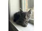 Adopt Dobby 2 a Spotted Tabby/Leopard Spotted Russian Blue cat in Austin