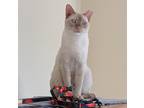 Adopt Nils a Orange or Red (Mostly) Siamese (short coat) cat in Austin