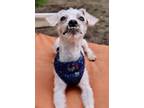 Adopt Stede a White Poodle (Toy or Tea Cup) dog in Plymouth, MN (41551462)
