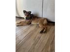 Adopt Tony a Tan/Yellow/Fawn Collie dog in Plymouth, MN (41531508)