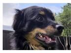 Adopt Grady a Black - with Tan, Yellow or Fawn Australian Shepherd / Papillon