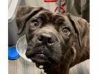 Adopt Happy a Boxer / Labrador Retriever dog in Dallas, TX (41485474)