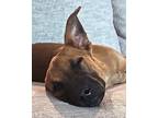 Adopt Abby a Black Mouth Cur / Mixed dog in Dallas, TX (41551454)