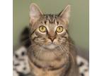 Adopt Infinity a Brown Tabby Domestic Shorthair (short coat) cat in Vancouver