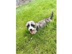 Adopt Omar a Gray/Silver/Salt & Pepper - with White Jack Russell Terrier dog in
