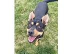 Adopt Marie3 a Black - with Tan, Yellow or Fawn Australian Kelpie / Rottweiler
