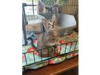 Adopt Skye a Brown or Chocolate Domestic Shorthair / Mixed (short coat) cat in